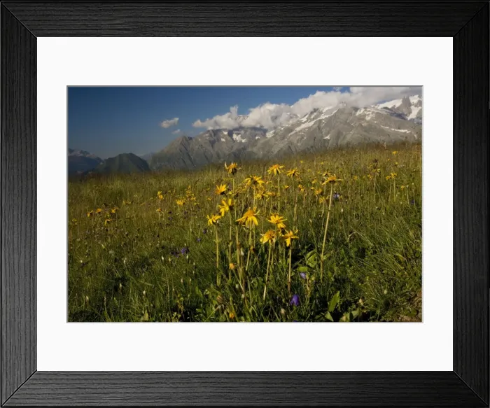 Framed Print : Arnica (Arnica montana) with Mont Blanc, (Highest mountain in Europe (4807 metres)), in background Framed Print : Arnica (Arnica montana) with Mont Blanc, (Highest mountain in Europe (4807 metres)), in background