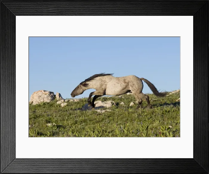 Framed Print : Wild / Feral Horse - stallion snaking (herding behavior) - Western U. S. - Summer _D3C8838 Framed Print : Wild / Feral Horse - stallion snaking (herding behavior) - Western U. S. - Summer _D3C8838