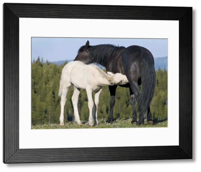 Framed Print : Wild / Feral Horses - young feeding - Western U. S. - Summer _D3C5404 Framed Print : Wild / Feral Horses - young feeding - Western U. S. - Summer _D3C5404