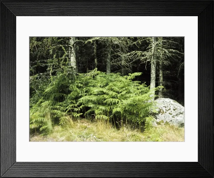 Framed Print : Bracken SSG 464 © ARDEA LONDON