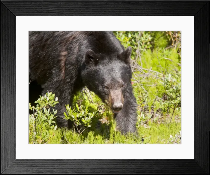 Framed Print : American Black Bear -. Banff National Park, Rockies, Canada Framed Print : American Black Bear -. Banff National Park, Rockies, Canada