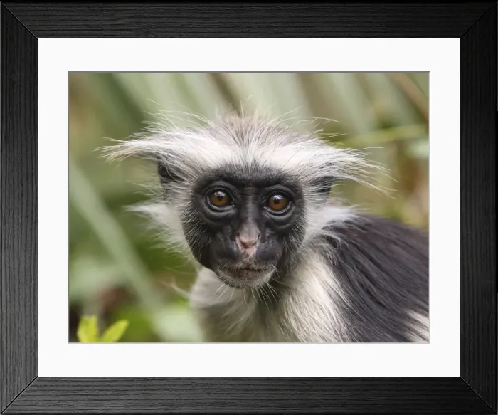 Framed Print : Kirk's / Zanzibar Red Colobus Monkey - young - Zanzibar - Tanzania Framed Print : Kirk's / Zanzibar Red Colobus Monkey - young - Zanzibar - Tanzania