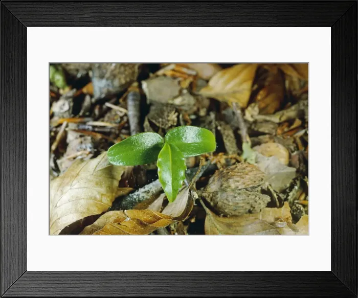 Framed Print : Holly - Seedling, New Forest, UK Framed Print : Holly - Seedling, New Forest, UK