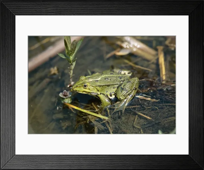 Framed Print : Pool Frog. SM-753. POOL FROG. Rana lessonae Framed Print : Pool Frog. SM-753. POOL FROG. Rana lessonae