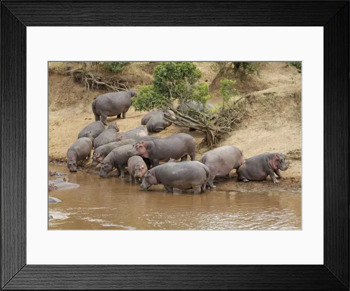 Framed Print : Hippo - herd by water pool - Maasai Mara - Kenya Framed Print : Hippo - herd by water pool - Maasai Mara - Kenya