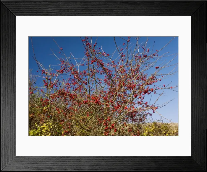 Framed Print : Wild hawthorn Crataegus monogyna in fruit - haws - in autumn. Romania Framed Print : Wild hawthorn Crataegus monogyna in fruit - haws - in autumn. Romania
