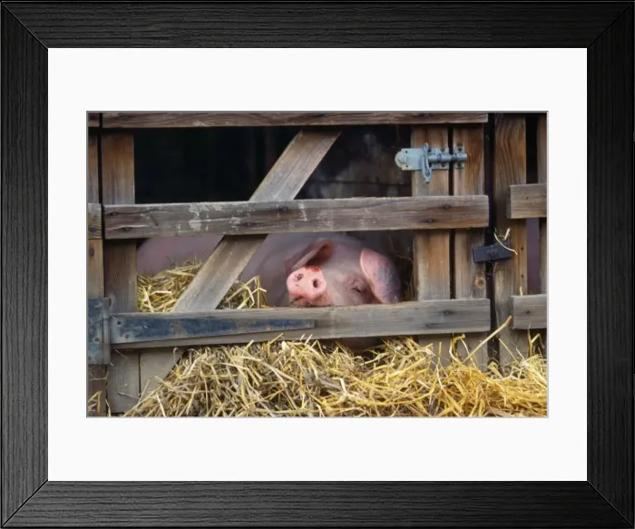 Framed Print : Pig - in stall Framed Print : Pig - in stall