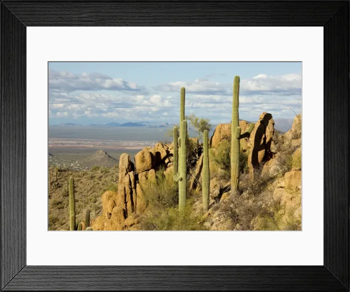 Framed Print : Giant Cactus / Saguaro - Saguaro National Park (west) - Sonoran Desert - Arizona USA Framed Print : Giant Cactus / Saguaro - Saguaro National Park (west) - Sonoran Desert - Arizona USA