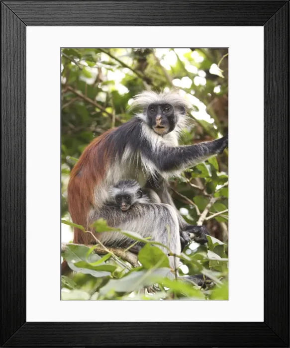 Framed Print : Kirk's  /  Zanzibar Red Colobus Monkey - mother with young - Zanzibar - Tanzania