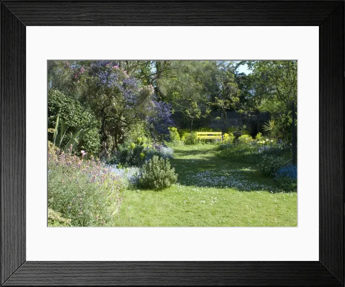 Framed Print : Unkempt Garden Lawn - Spring - UK Framed Print : Unkempt Garden Lawn - Spring - UK