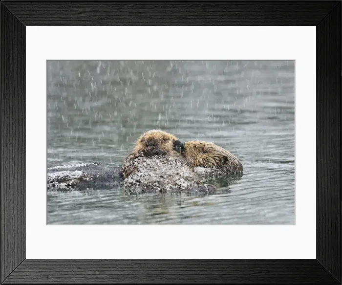 Framed Print : Alaskan / Northern Sea Otter - mother and pup on water in snowstorm - Alaska _D3B6755 Framed Print : Alaskan / Northern Sea Otter - mother and pup on water in snowstorm - Alaska _D3B6755