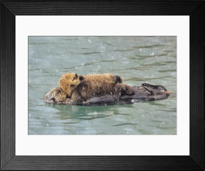 Framed Print : Alaskan / Northern Sea Otter - mother with young pup sleep during a snow shower - Alaska _D3B5503 Framed Print : Alaskan / Northern Sea Otter - mother with young pup sleep during a snow shower - Alaska _D3B5503