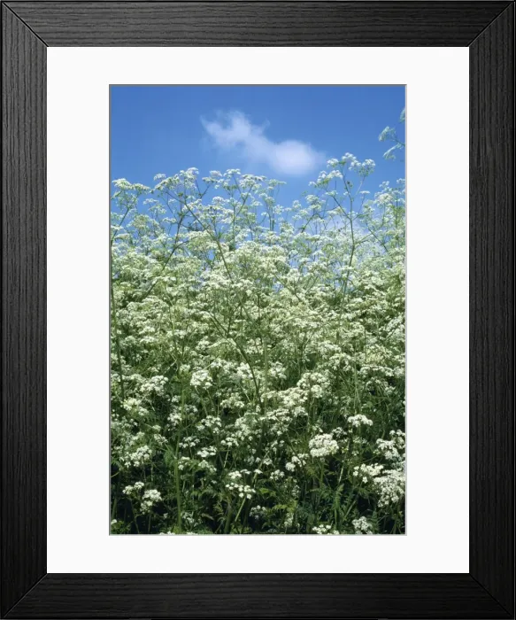 Framed Print : Cow Parsley Framed Print : Cow Parsley