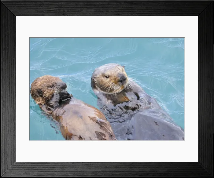 Framed Print : Alaskan / Northern Sea Otter - on water - Alaska _D3B4854 Framed Print : Alaskan / Northern Sea Otter - on water - Alaska _D3B4854