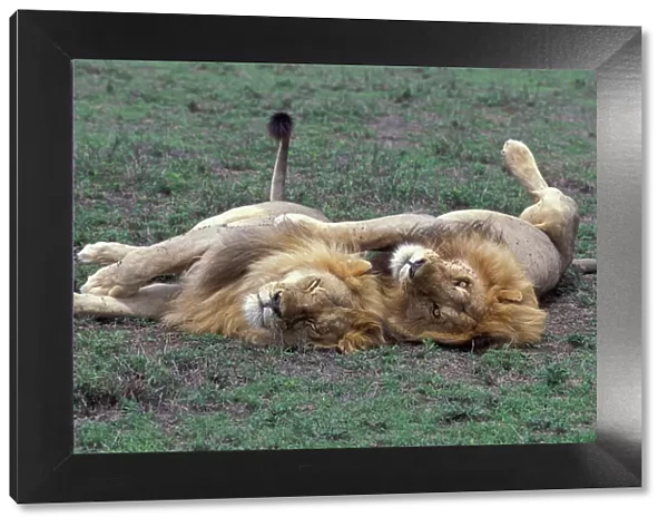 African Lion - brothers resting - Ngorongoro Conservation Area - Tanzania