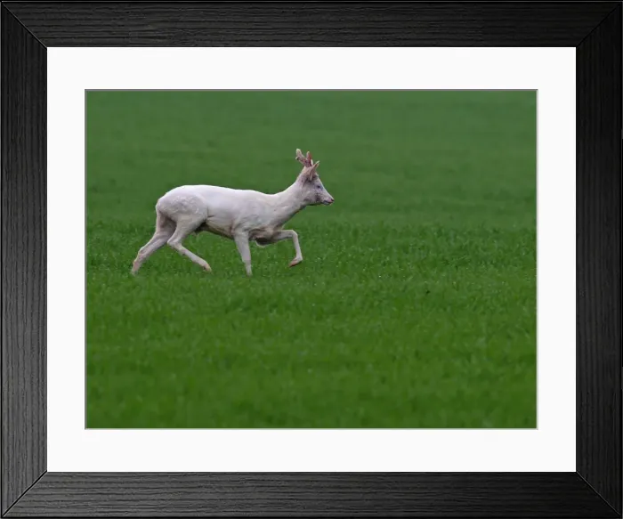 Framed Print : Roe Deer - albino running in grass - Germany Framed Print : Roe Deer - albino running in grass - Germany