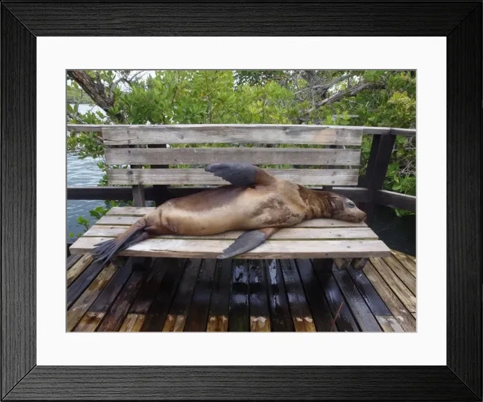 Framed Print : Galapagos Sea Lion - lying on a bench - Galapagos - Ecuador Framed Print : Galapagos Sea Lion - lying on a bench - Galapagos - Ecuador