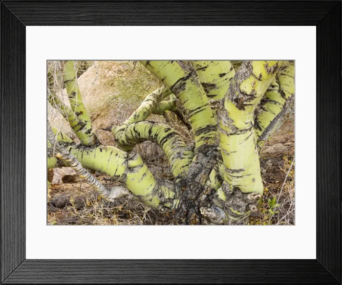 Framed Print : Foothills or Yellow Palo Verde, Parkinsonia microphylla = Cercidium microphyllum; old trunks, Arizona Framed Print : Foothills or Yellow Palo Verde, Parkinsonia microphylla = Cercidium microphyllum; old trunks, Arizona
