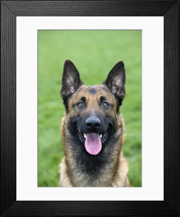 Framed Print : Malinois / Belgian Shepherd Dog Framed Print : Malinois / Belgian Shepherd Dog