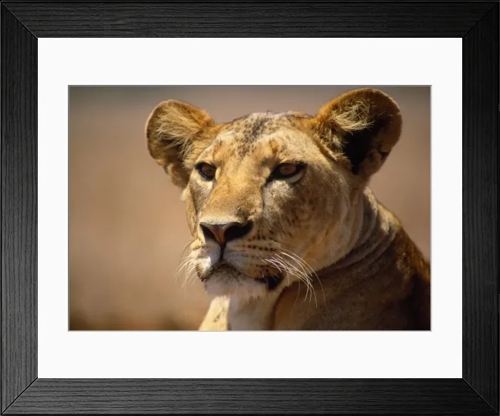 Framed Print : Lion - female - Lioness - Kenya Framed Print : Lion - female - Lioness - Kenya