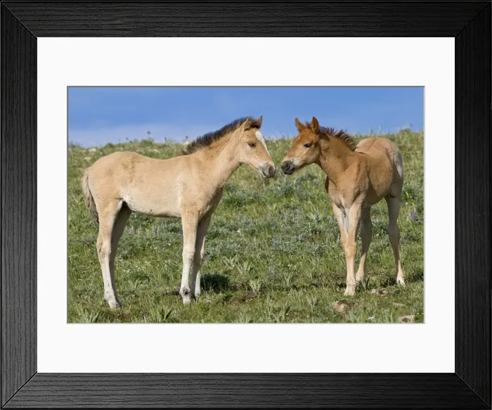 Framed Print : Wild / Feral Horses - colt - Western U. S. - Summer _D3C5605 Framed Print : Wild / Feral Horses - colt - Western U. S. - Summer _D3C5605
