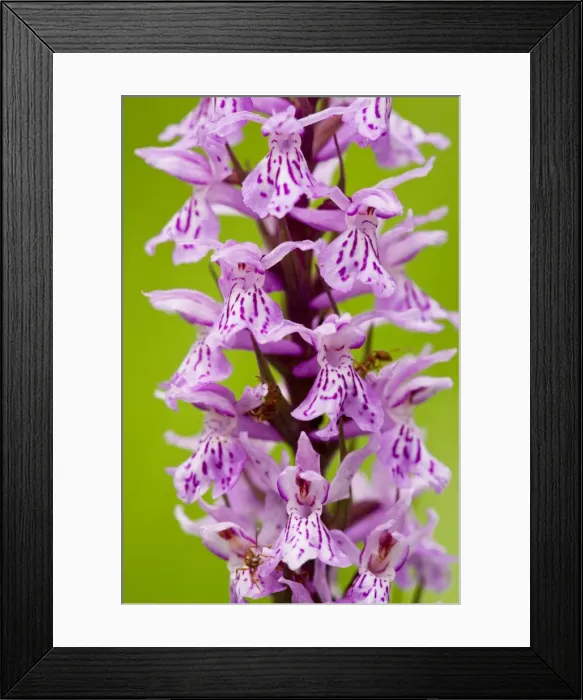 Framed Print : Common Spotted Orchid (Dactylorhiza fuchsii) in flower in meadow, Slovenia Framed Print : Common Spotted Orchid (Dactylorhiza fuchsii) in flower in meadow, Slovenia