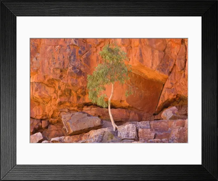 Framed Print : Gum Tree growing in rock wall - a small gum tree backlighted by sunlight, grows in a towering steep cliff wall of Ormiston Gorge high above save ground Framed Print : Gum Tree growing in rock wall - a small gum tree backlighted by sunlight, grows in a towering steep cliff wall of Ormiston Gorge high above save ground