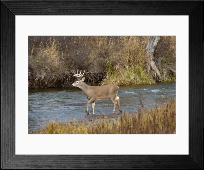 Framed Print : White-tailed Deer - in late fall wading stream - Rocky Mountains - Montana - USA _DSC0281 Framed Print : White-tailed Deer - in late fall wading stream - Rocky Mountains - Montana - USA _DSC0281