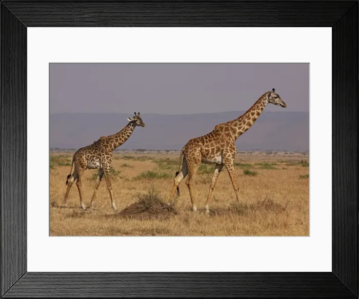 Framed Print : Masai Giraffe - family - Maasai Mara - Kenya Framed Print : Masai Giraffe - family - Maasai Mara - Kenya