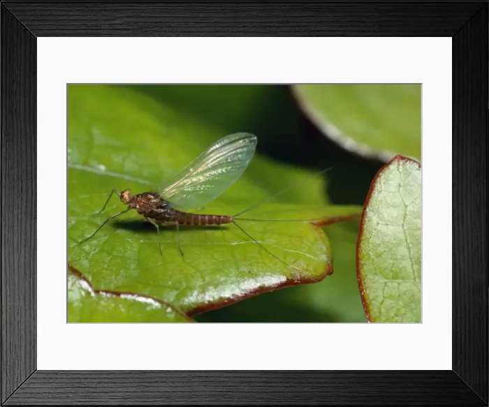 Framed Print : Three-Tailed Mayfly - (Ephemeroptera) - UK Framed Print : Three-Tailed Mayfly - (Ephemeroptera) - UK