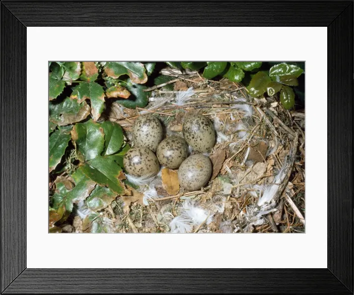 Framed Print : Ring-billed Gull Framed Print : Ring-billed Gull