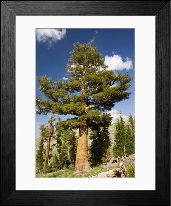 Framed Print : Western White Pine - Sierra Nevada, California Framed Print : Western White Pine - Sierra Nevada, California