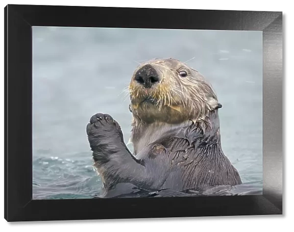 Alaskan  /  Northern Sea Otter - in water with raised paw - Alaska _D3B6237