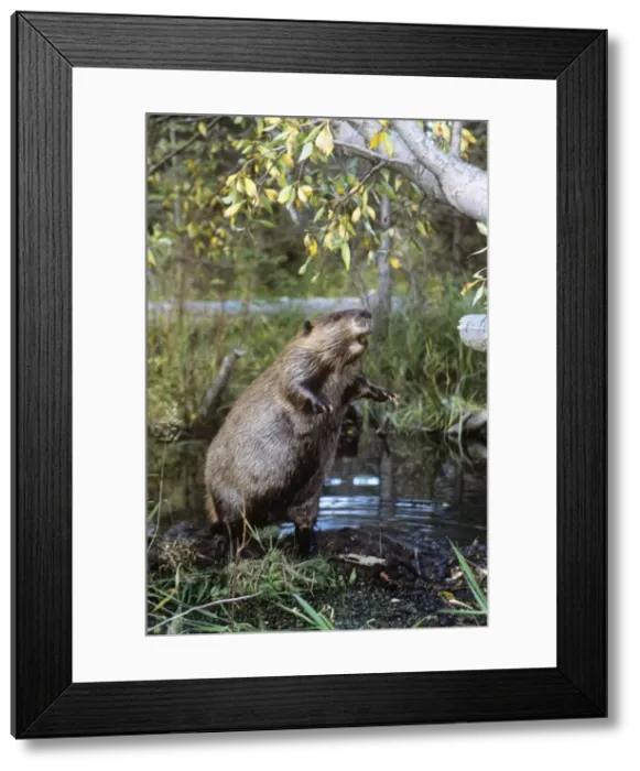 Framed Print : American Beaver - standing on hind legs Framed Print : American Beaver - standing on hind legs