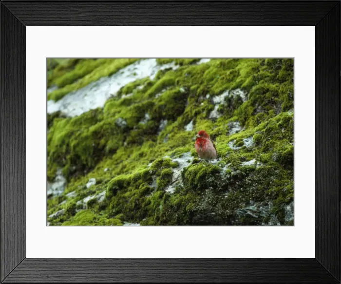 Framed Print : Common Rosefinch - Nepal Framed Print : Common Rosefinch - Nepal