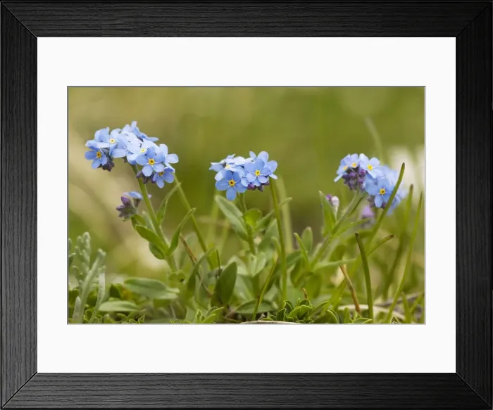 Framed Print : Alpine forget-me-not (Myosotis alpestris) in flower. Very rare in UK Framed Print : Alpine forget-me-not (Myosotis alpestris) in flower. Very rare in UK