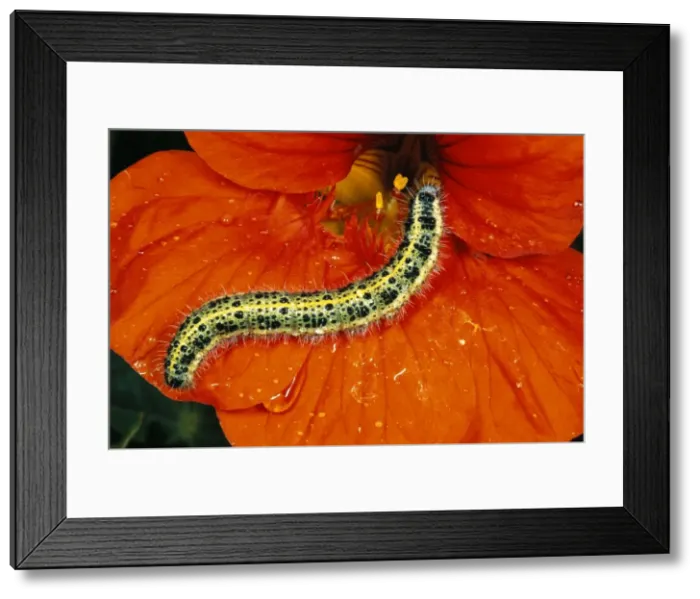 Framed Print : Large White Butterfly / Caterpillar - UK Framed Print : Large White Butterfly / Caterpillar - UK