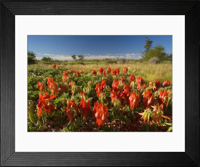 Framed Print : Sturt's Desert Pea - brightly red coloured blossoms of this unusual perennial herb in shrubby grassland - Cape Range National Park, Western Australia, Australia Framed Print : Sturt's Desert Pea - brightly red coloured blossoms of this unusual perennial herb in shrubby grassland - Cape Range National Park, Western Australia, Australia