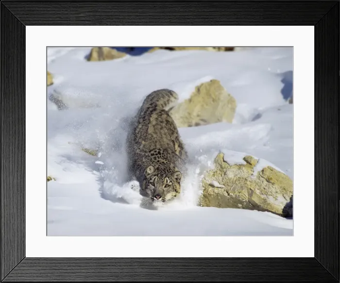 Framed Print : Snow Leopard - running through snow - Endangered Species Framed Print : Snow Leopard - running through snow - Endangered Species