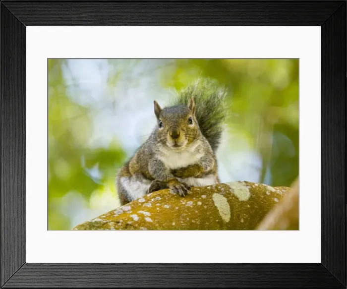 Framed Print : Western Gray Squirrel - Strybing, San Francisco Framed Print : Western Gray Squirrel - Strybing, San Francisco