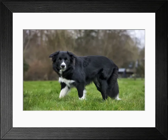 Framed Print : Dog - Border Collie - standing in garden