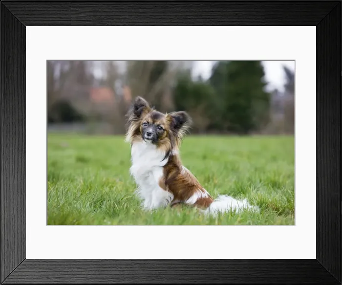 Framed Print : Dog - Papillon Dog sitting down in garden Framed Print : Dog - Papillon Dog sitting down in garden