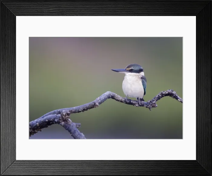Framed Print : Collared / Mangrove Kingfisher - sitting on old mangrove roots overlooking mudflats and mangroves - perch has small barnacles attached showing that the tide covers the plant - Bowen - Queensland - Australia Framed Print : Collared / Mangrove Kingfisher - sitting on old mangrove roots overlooking mudflats and mangroves - perch has small barnacles attached showing that the tide covers the plant - Bowen - Queensland - Australia