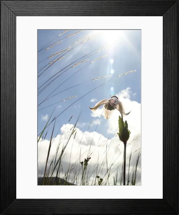Framed Print : Endemic Plants - Tanzania - Africa - Kitulo Natural Park is home to 40 different species of orchids and is the largest and probably most important plateau grassland in East Africa Framed Print : Endemic Plants - Tanzania - Africa - Kitulo Natural Park is home to 40 different species of orchids and is the largest and probably most important plateau grassland in East Africa