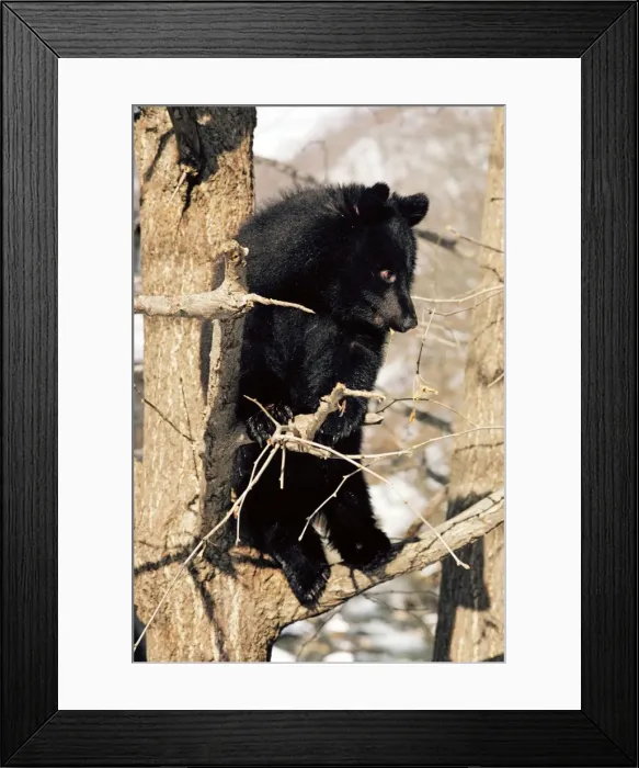 Framed Print : Asiatic Balck Bear - perched in a tree - Japan Framed Print : Asiatic Balck Bear - perched in a tree - Japan