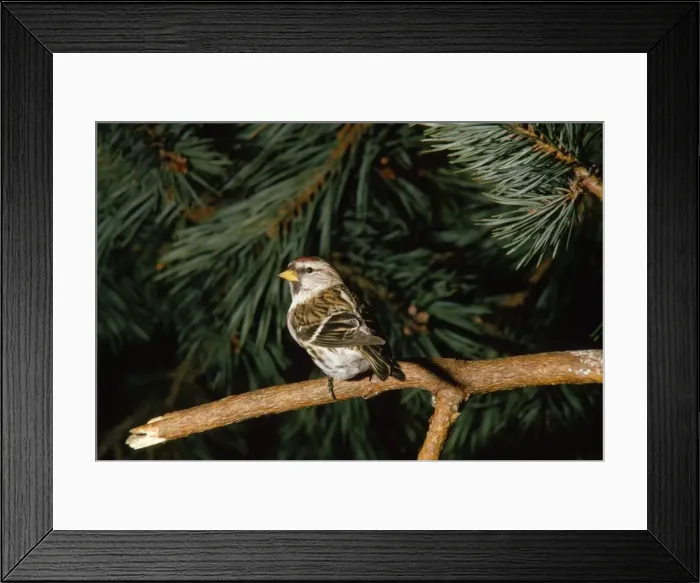 Framed Print : Arctic Redpoll Framed Print : Arctic Redpoll