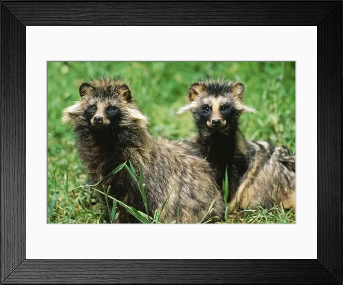 Framed Print : Racoon Dogs SM 1437 Two Racoons Nyctereutes procyonoides © S. Meyers / ARDEA LONDON Framed Print : Racoon Dogs SM 1437 Two Racoons Nyctereutes procyonoides © S. Meyers / ARDEA LONDON