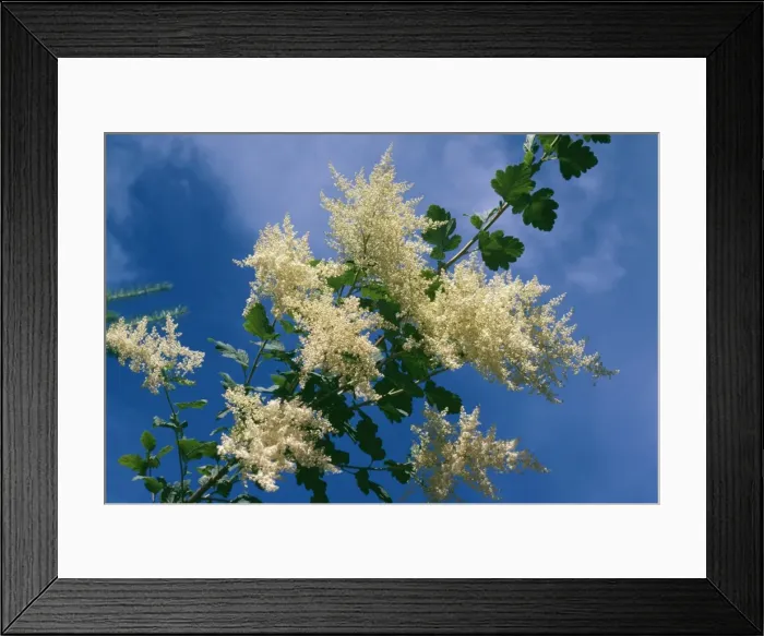 Framed Print : Ocean Spray Holodiscus discolor © Sid Roberts / ARDEA LONDON Framed Print : Ocean Spray Holodiscus discolor © Sid Roberts / ARDEA LONDON