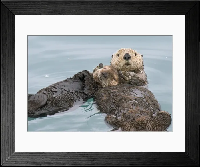 Framed Print : Alaskan / Northern Sea Otter - mother holds pup while they sleep on their backs in a protected cove - Alaska _D3B2590 Framed Print : Alaskan / Northern Sea Otter - mother holds pup while they sleep on their backs in a protected cove - Alaska _D3B2590
