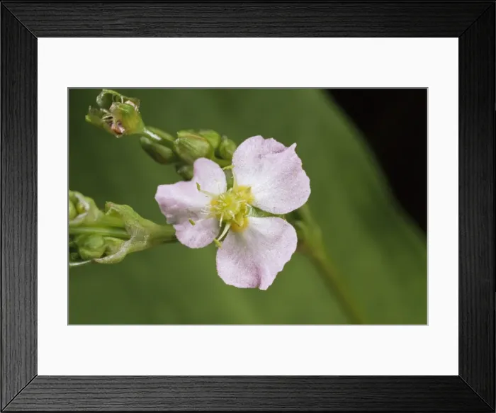 Framed Print : Water Plantain - Petals open, (‘sunny state'), UK Framed Print : Water Plantain - Petals open, (‘sunny state'), UK